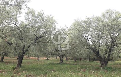 Manisa Akhisar’da Satılık Yüksek Verimli  Zeytinlik 