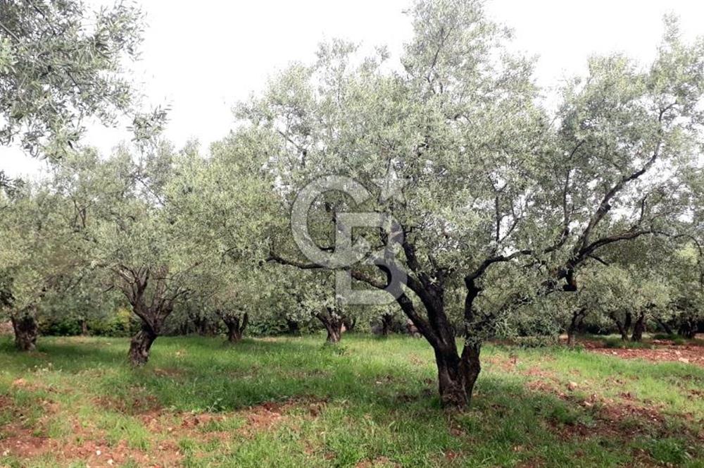 Manisa Akhisar’da Satılık Yüksek Verimli  Zeytinlik 