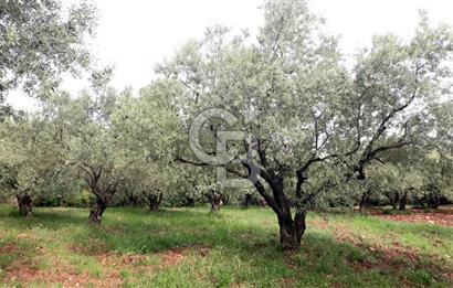 Manisa Akhisar’da Satılık Yüksek Verimli  Zeytinlik 