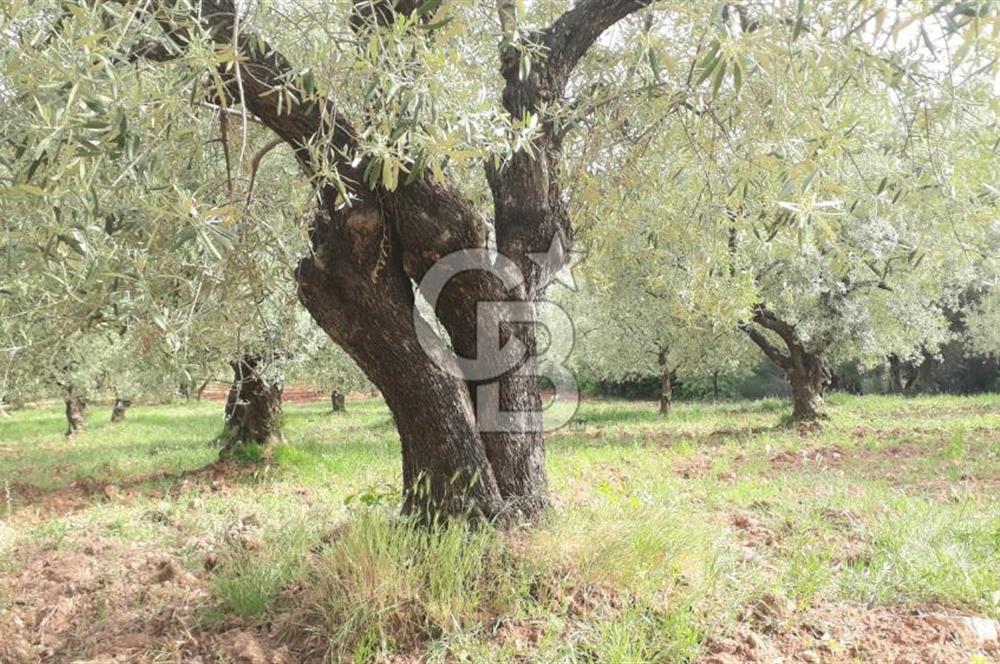 Manisa Akhisar’da Satılık Yüksek Verimli  Zeytinlik 