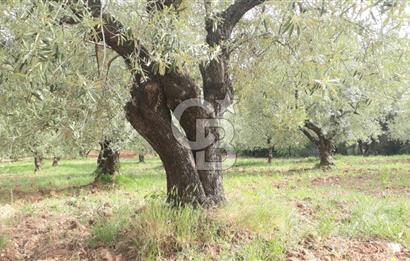 Manisa Akhisar’da Satılık Yüksek Verimli  Zeytinlik 