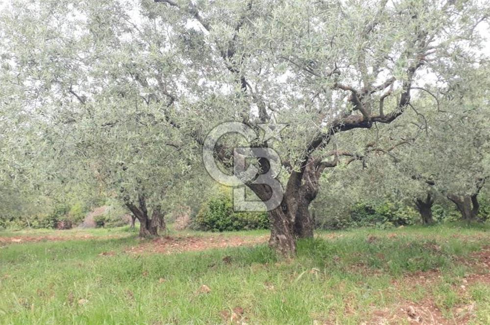 Manisa Akhisar’da Satılık Yüksek Verimli  Zeytinlik 