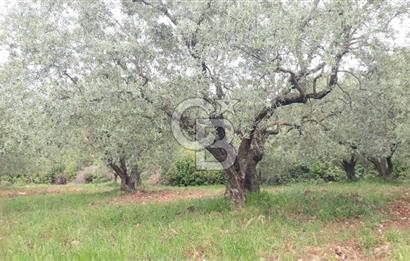 Manisa Akhisar’da Satılık Yüksek Verimli  Zeytinlik 