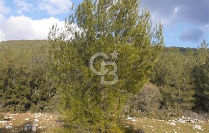 Yatağan Bencik Yeni’de 9.682m² Satılık Tarla