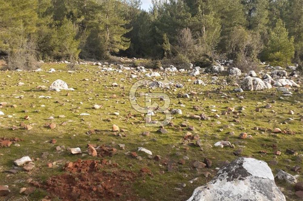 Yatağan Bencik Yeni’de 9.682m² Satılık Tarla