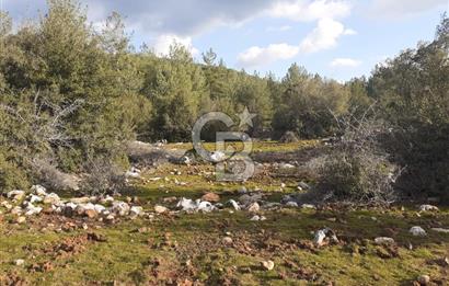 Yatağan Bencik Yeni’de 9.682m² Satılık Tarla