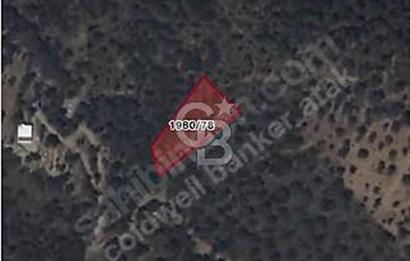 Güzelbahçe/ Kücükkaya ' da Hobi bahçesi/ Zeytinlik