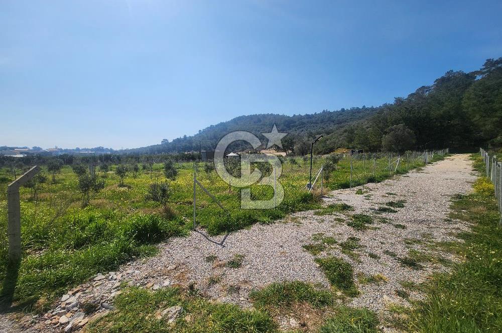Menderes Ahmetbeyli Satılık Yanyana 2 Adet Kooperatif Bahçesi