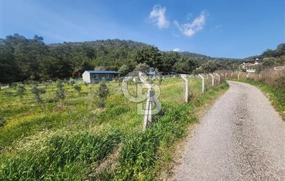 Menderes Ahmetbeyli Satılık Yanyana 2 Adet Kooperatif Bahçesi
