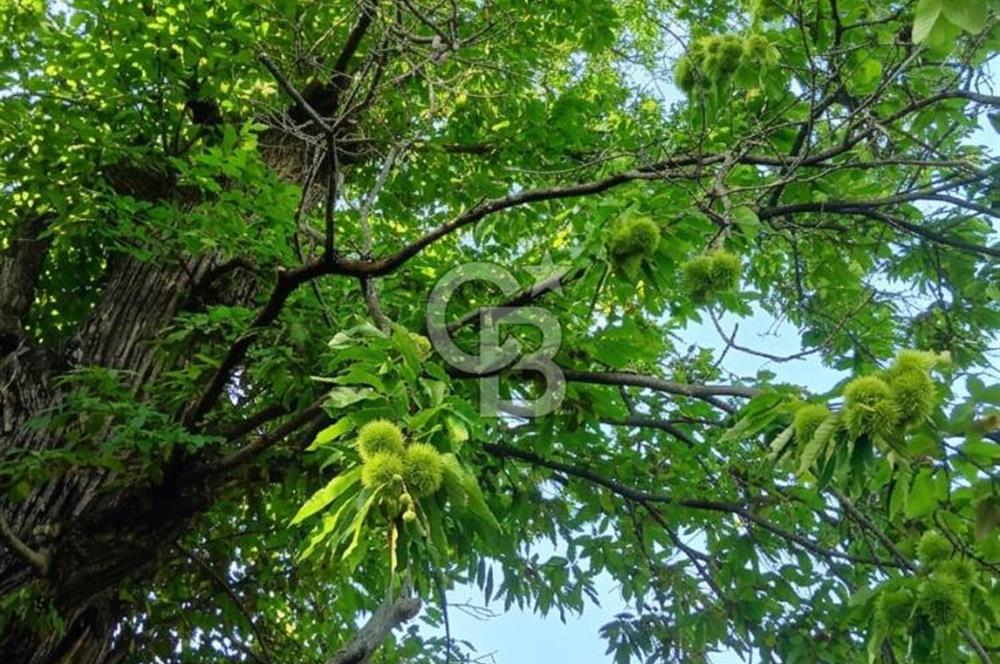 Kaplan-Çukurköy Hattında Arsa Fiyatına Hazır Ev