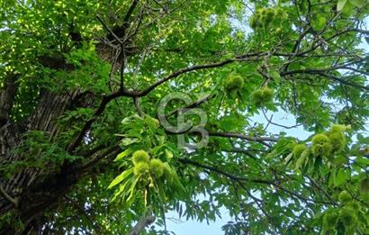 Kaplan-Çukurköy Hattında Arsa Fiyatına Hazır Ev