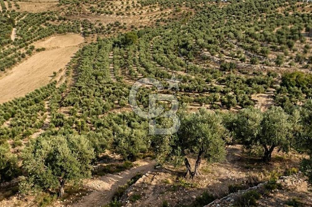 Aydın Kuyucak'ta 17.165 m² Su Kanallı Yatırımlık Zeytinlik