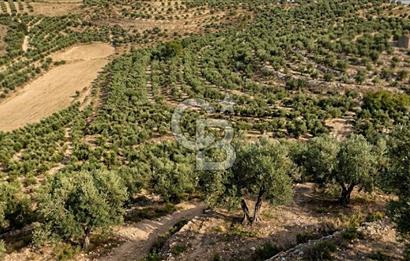 Aydın Kuyucak'ta 17.165 m² Su Kanallı Yatırımlık Zeytinlik