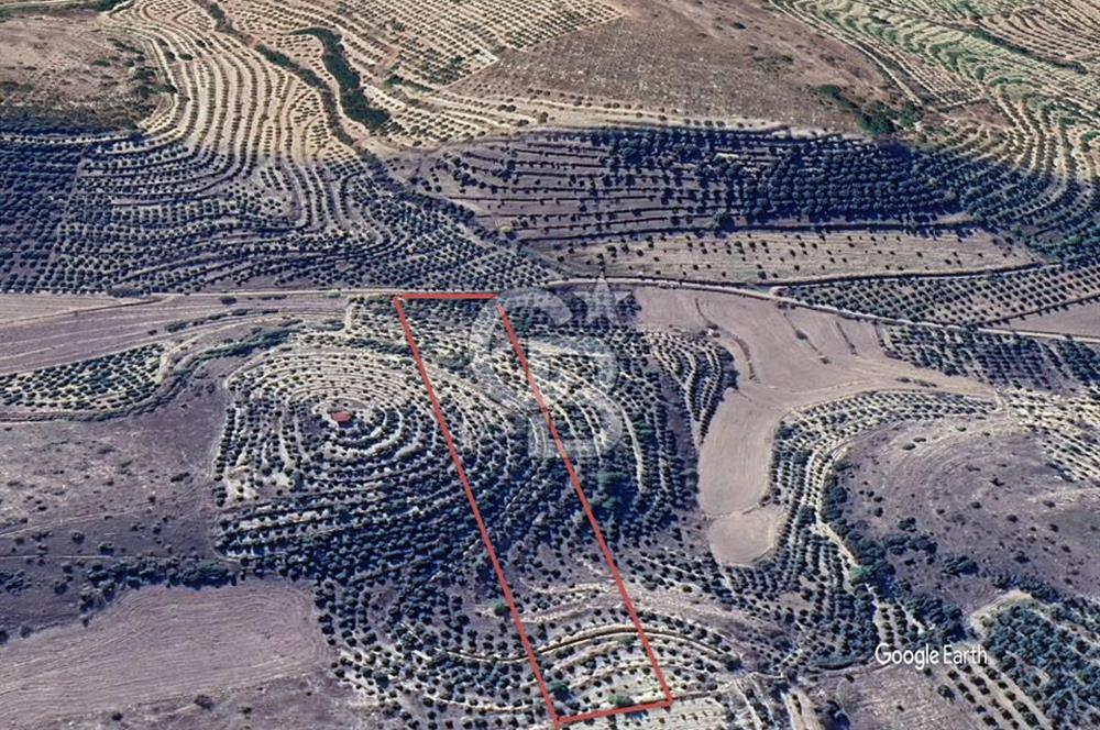 Aydın Kuyucak'ta 17.165 m² Su Kanallı Yatırımlık Zeytinlik