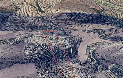 Aydın Kuyucak'ta 17.165 m² Su Kanallı Yatırımlık Zeytinlik