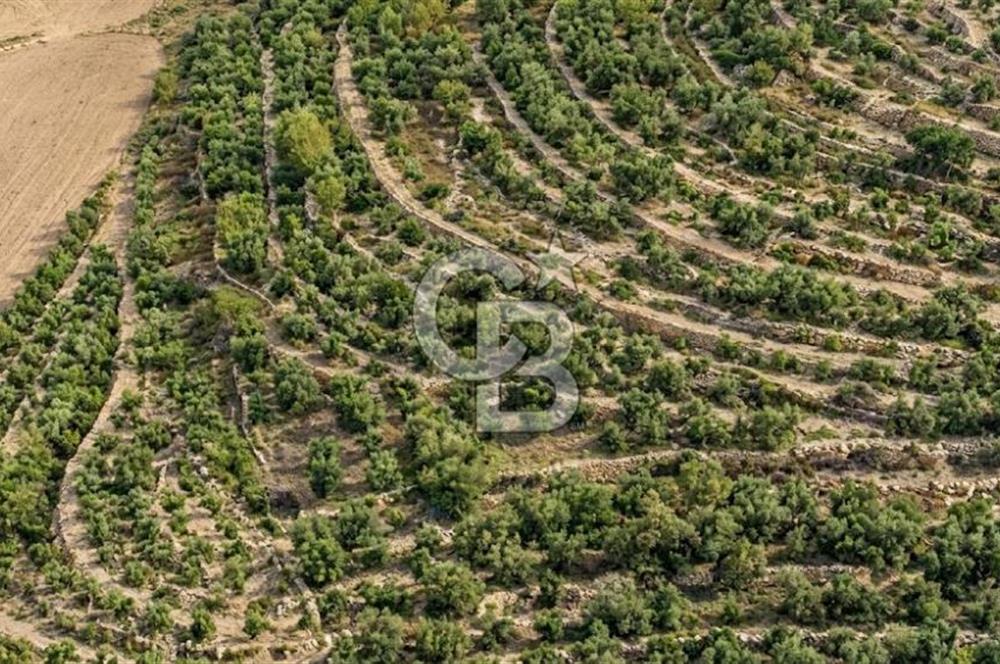 Aydın Kuyucak'ta 17.165 m² Su Kanallı Yatırımlık Zeytinlik