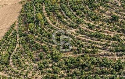 Aydın Kuyucak'ta 17.165 m² Su Kanallı Yatırımlık Zeytinlik