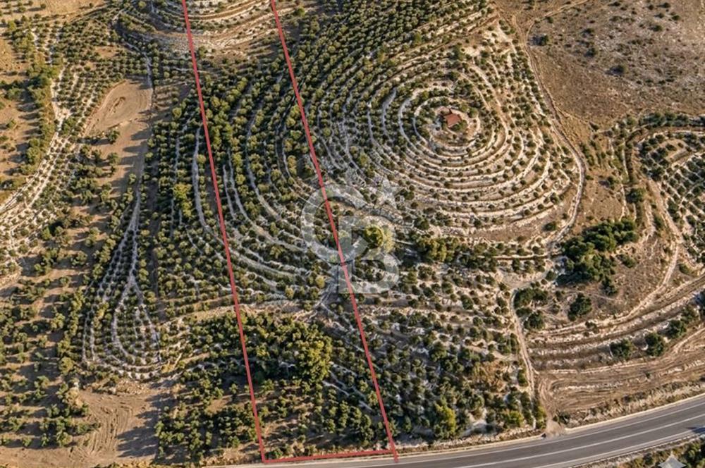 Aydın Kuyucak'ta 17.165 m² Su Kanallı Yatırımlık Zeytinlik