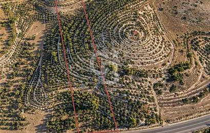 Aydın Kuyucak'ta 17.165 m² Su Kanallı Yatırımlık Zeytinlik