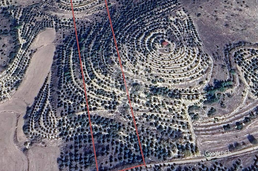 Aydın Kuyucak'ta 17.165 m² Su Kanallı Yatırımlık Zeytinlik