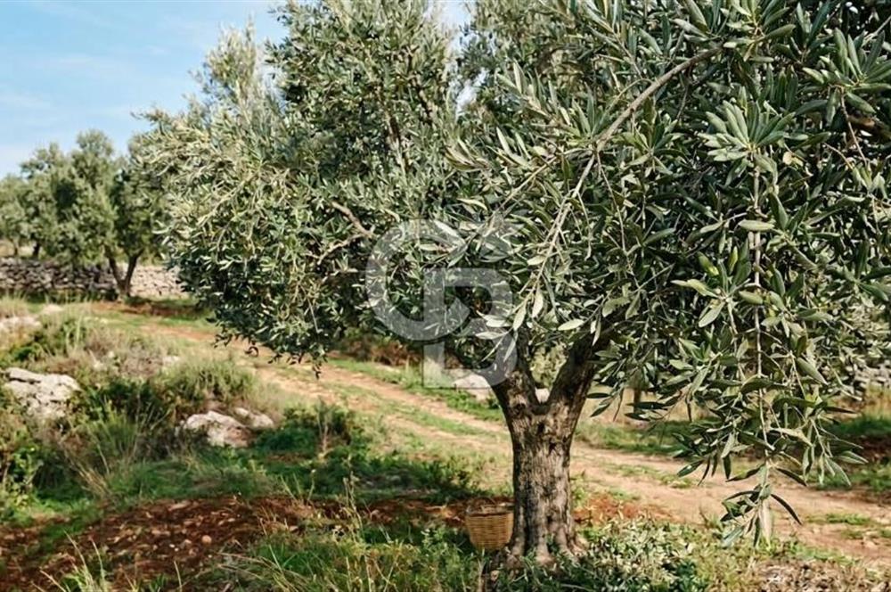 Aydın Kuyucak'ta 17.165 m² Su Kanallı Yatırımlık Zeytinlik