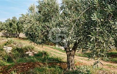 Aydın Kuyucak'ta 17.165 m² Su Kanallı Yatırımlık Zeytinlik