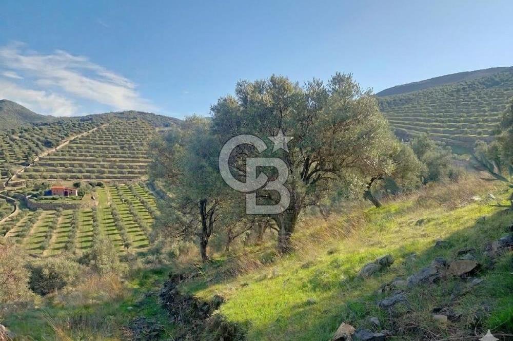 Aydın Kuyucak'ta 17.165 m² Su Kanallı Yatırımlık Zeytinlik