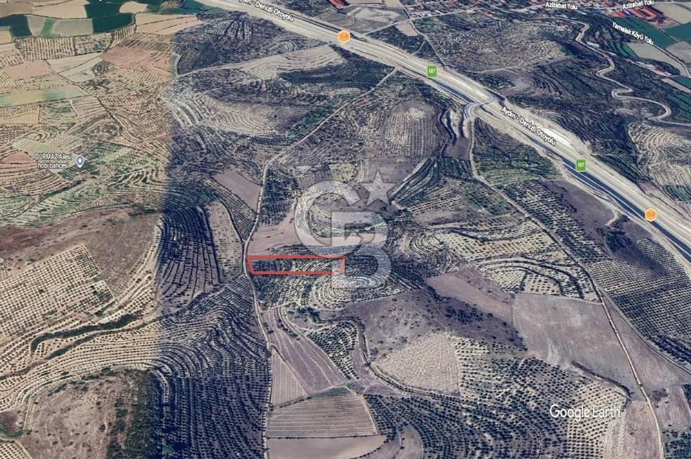 Aydın Kuyucak'ta 17.165 m² Su Kanallı Yatırımlık Zeytinlik