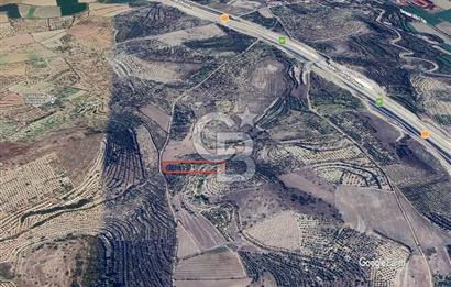 Aydın Kuyucak'ta 17.165 m² Su Kanallı Yatırımlık Zeytinlik