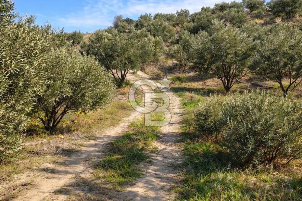 Aydın Kuyucak'ta 17.165 m² Su Kanallı Yatırımlık Zeytinlik