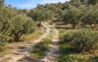 Aydın Kuyucak'ta 17.165 m² Su Kanallı Yatırımlık Zeytinlik