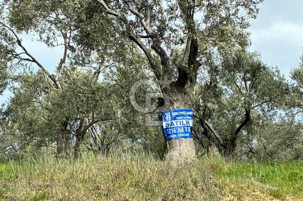 BÖLGENİN EN DEĞERLİ ZEYTİNYAĞININ ÜRETİLDİĞİ AĞACIKTA ZEYTİNLİK.