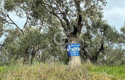 BÖLGENİN EN DEĞERLİ ZEYTİNYAĞININ ÜRETİLDİĞİ AĞACIKTA ZEYTİNLİK.