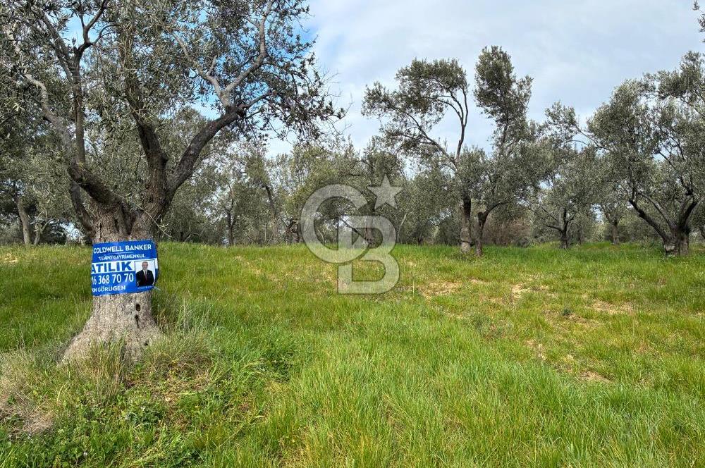 BÖLGENİN EN DEĞERLİ ZEYTİNYAĞININ ÜRETİLDİĞİ AĞACIKTA ZEYTİNLİK.