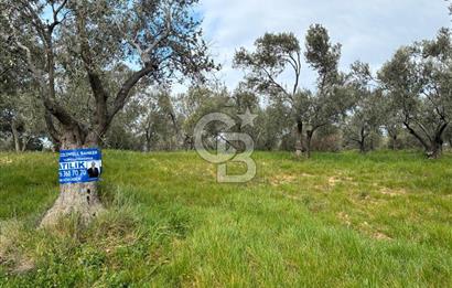 BÖLGENİN EN DEĞERLİ ZEYTİNYAĞININ ÜRETİLDİĞİ AĞACIKTA ZEYTİNLİK.