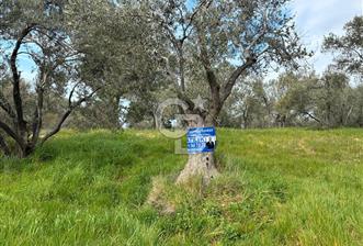 BÖLGENİN EN DEĞERLİ ZEYTİNYAĞININ ÜRETİLDİĞİ AĞACIKTA ZEYTİNLİK. - 1 - 341138