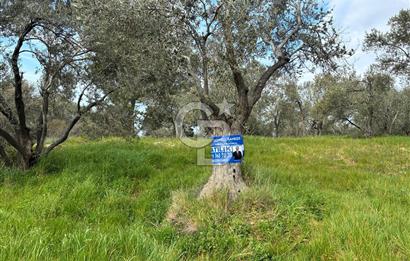 BÖLGENİN EN DEĞERLİ ZEYTİNYAĞININ ÜRETİLDİĞİ AĞACIKTA ZEYTİNLİK.