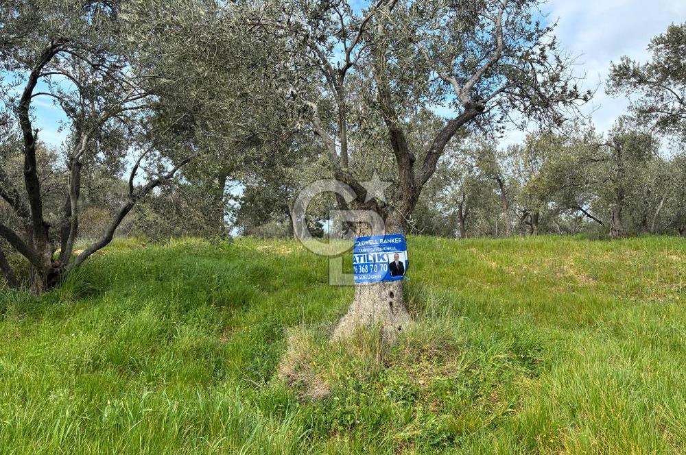 BÖLGENİN EN DEĞERLİ ZEYTİNYAĞININ ÜRETİLDİĞİ AĞACIKTA ZEYTİNLİK.