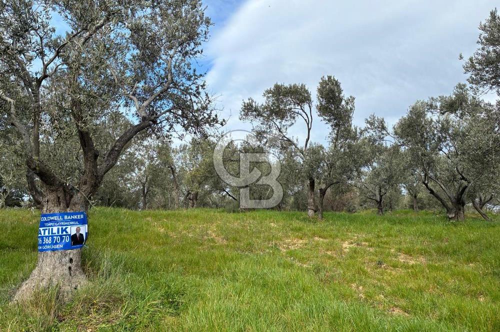 BÖLGENİN EN DEĞERLİ ZEYTİNYAĞININ ÜRETİLDİĞİ AĞACIKTA ZEYTİNLİK.