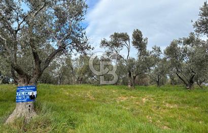 BÖLGENİN EN DEĞERLİ ZEYTİNYAĞININ ÜRETİLDİĞİ AĞACIKTA ZEYTİNLİK.