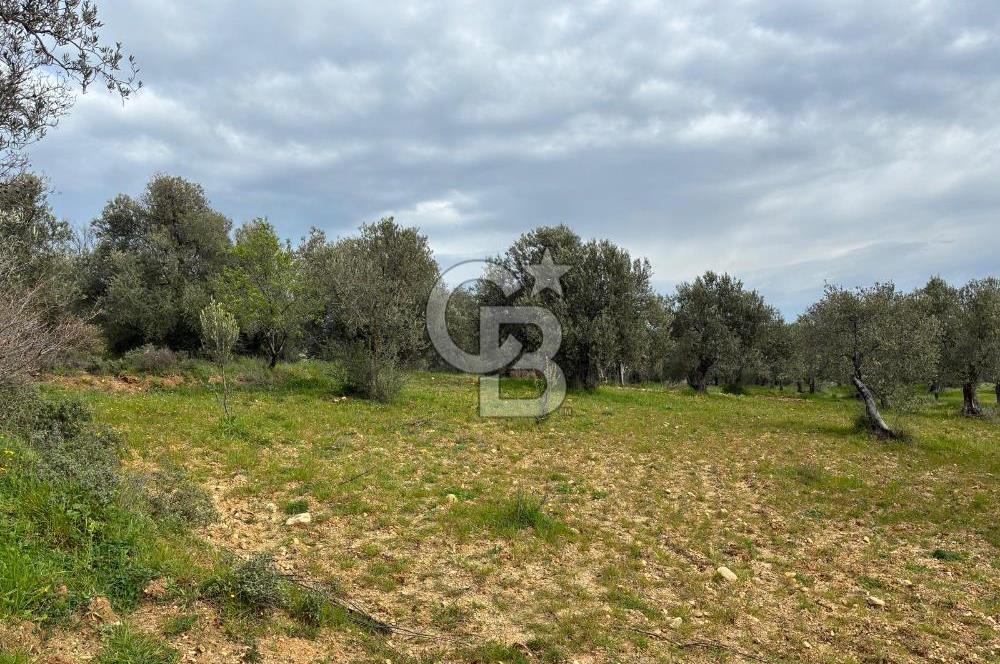 BÖLGENİN EN DEĞERLİ ZEYTİNYAĞININ ÜRETİLDİĞİ AĞACIKTA ZEYTİNLİK.