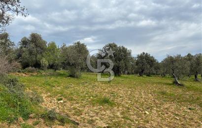 BÖLGENİN EN DEĞERLİ ZEYTİNYAĞININ ÜRETİLDİĞİ AĞACIKTA ZEYTİNLİK.