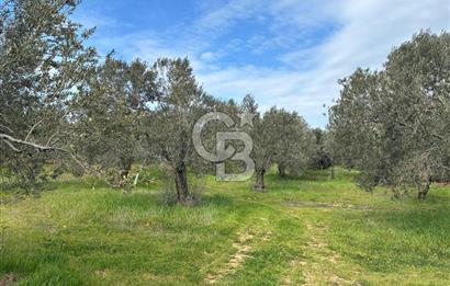 BÖLGENİN EN DEĞERLİ ZEYTİNYAĞININ ÜRETİLDİĞİ AĞACIKTA ZEYTİNLİK.