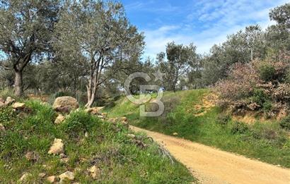 BÖLGENİN EN DEĞERLİ ZEYTİNYAĞININ ÜRETİLDİĞİ AĞACIKTA ZEYTİNLİK.