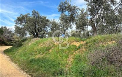 BÖLGENİN EN DEĞERLİ ZEYTİNYAĞININ ÜRETİLDİĞİ AĞACIKTA ZEYTİNLİK.