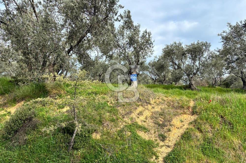 BÖLGENİN EN DEĞERLİ ZEYTİNYAĞININ ÜRETİLDİĞİ AĞACIKTA ZEYTİNLİK.