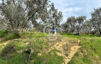 BÖLGENİN EN DEĞERLİ ZEYTİNYAĞININ ÜRETİLDİĞİ AĞACIKTA ZEYTİNLİK.