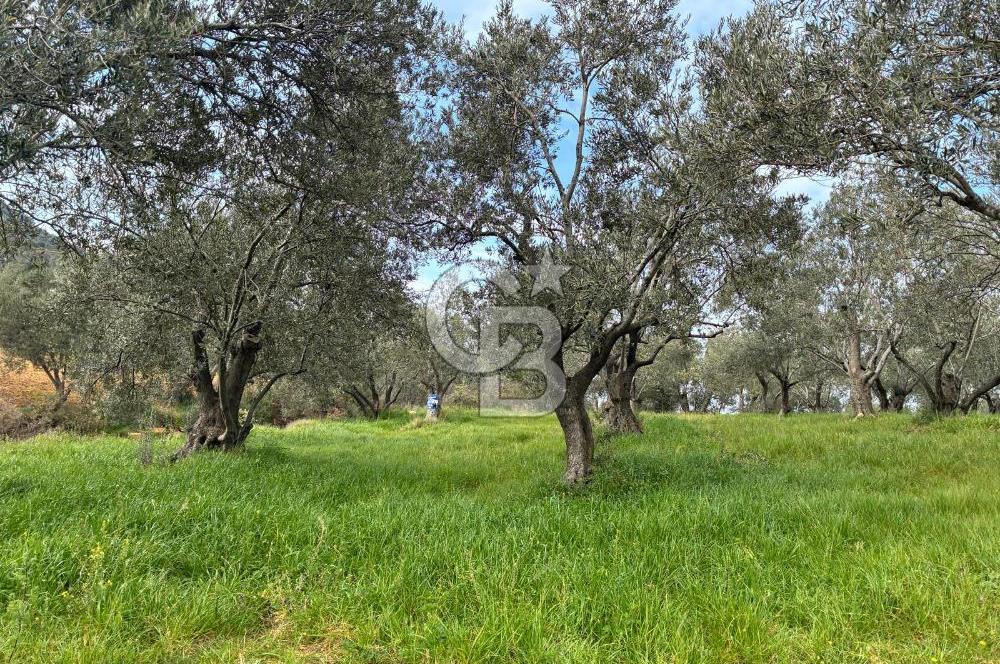 BÖLGENİN EN DEĞERLİ ZEYTİNYAĞININ ÜRETİLDİĞİ AĞACIKTA ZEYTİNLİK.