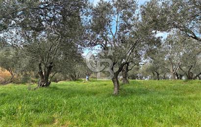 BÖLGENİN EN DEĞERLİ ZEYTİNYAĞININ ÜRETİLDİĞİ AĞACIKTA ZEYTİNLİK.