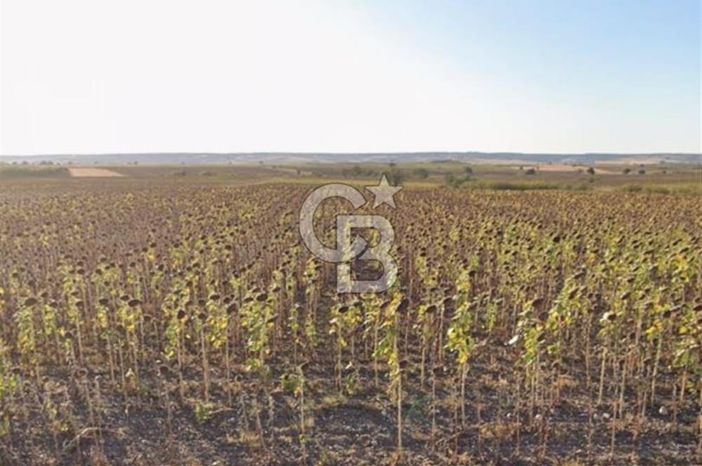 Kurtbeyde Değerli Tarla Payı